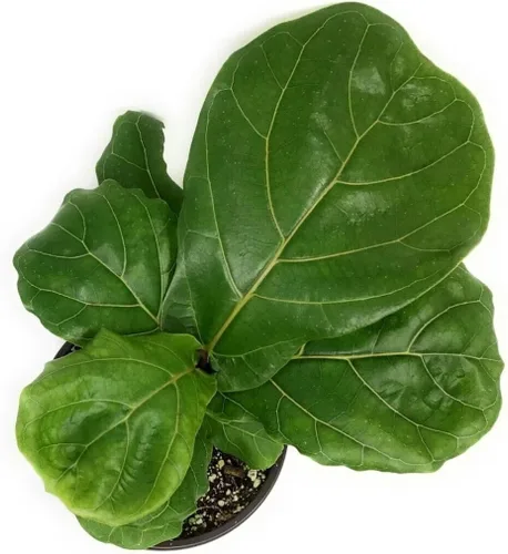 Vista 11 de Ficus Tree - Paquete de 3 plantas de inicio en macetas de 2 pulgadas, variedad de variedades, impresionante planta interior de fácil cuidado