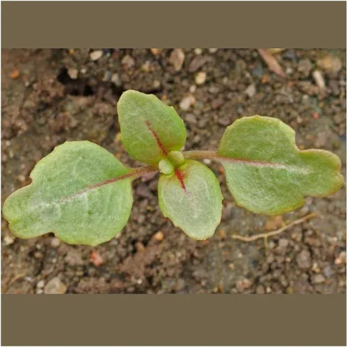 Vista 3 de Everwilde Farms - Semillas de flores silvestres nativas de Clarkia de 1 onza - Gold Vault