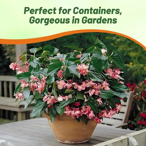 Vista 6 de Outsidepride Semillas de begonia Pink Dragon Wing para plantar, 10 semillas de flores perennes con flores grandes, hábito de crecimiento arqueado
