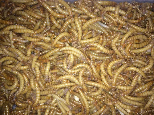 Vista 3 de BASSETT'S CRICKET RANCH 1000 gusanos vivos de la harina