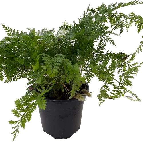 Vista 2 de Helecho Pie de Conejo Blanco 4" Pot - Davallia