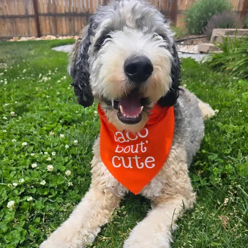 Vista 2 de Taco Bout' - Bandana para perro 100% algodón triángulo ajustable Hecho en Estados Unidos Cinco de Mayo Divertido accesorio de comida Negro