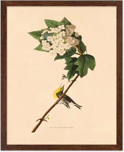 Vista 15 de Poster Master Póster Vintage de Titmouse Canadiense - Impresión Retro de Aves de América - Arte de Aves - Regalo para Hombres, Mujeres y Amantes