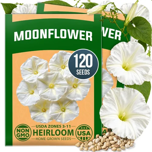 Vista 39 de HOME GROWN Semillas de Hollyhock de doble mezcla de Chater, 200 semillas