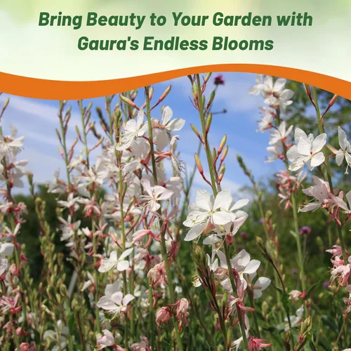 Vista 6 de Outsidepride Gaura Seeds - 200 unidades. Semillas perennes, tolerantes a la sequía y de bajo mantenimiento, semillas de flores para plantar fáciles