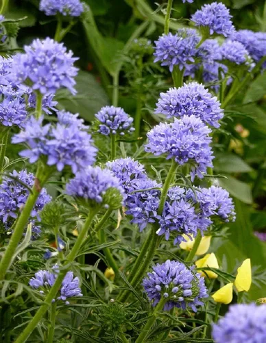 Vista 3 de Globe Gilia Seeds, Gilia capitata, paquete de 5000 semillas por Seeds2Go