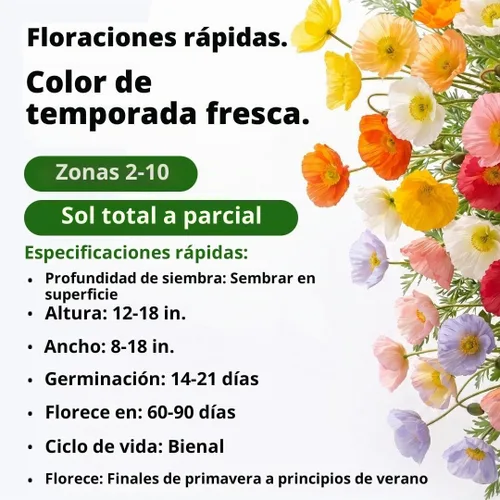 Vista 2 de HOME GROWN Islandia Poppy 3500 Semillas de flor Papaver nudicaule