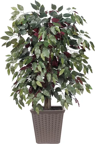 Vista 11 de Vickerman Arbusto artificial Capensia Ficus de 4', contenedor de plástico marrón.