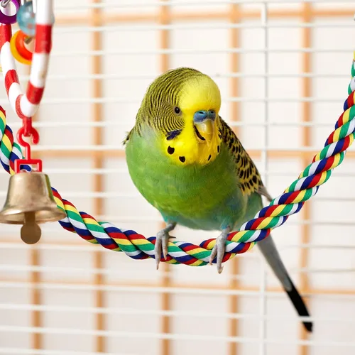 Vista 7 de Weewooday 2 perchas de cuerda para pájaros, cuerda de escalada, accesorios para loros, periquitos, cacatúas, conures (21.6 pulgadas)
