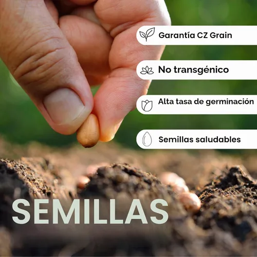 Vista 3 de Semillas de hierba de elefante a granel: la hierba más alta del mundo (10 libras)