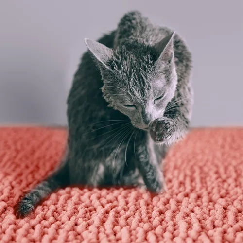 Vista 5 de CatGuru Tapete de Arena para Gatos, Mediano, Extra Grande, XXL, Tapete Impermeable para Caja de Arena, Tapete Antideslizante para Arena de Gatos