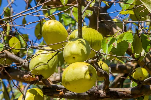 Vista 2 de 20 semillas de membrillo chino árbol frutal Chaenomeles Sinensis Pseudocydonia Flor Fruta Sin espinas