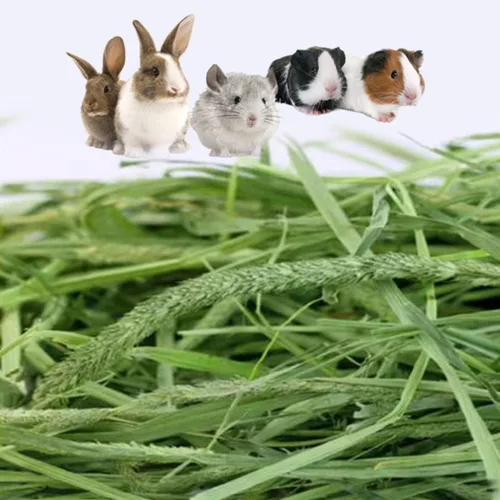 Vista 4 de Timothy Hay, alimento para mascotas pequeñas de 2.2 libras Heno timothy fresco natural sin polvo, para conejos, tortugas, cobayas, chinchillas, 2