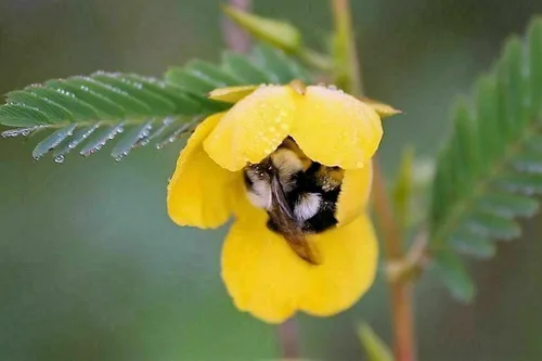 Vista 2 de 500 semillas sensibles de flor de guisante perdiz Chamaecrista - Atrae abejas y mariposas