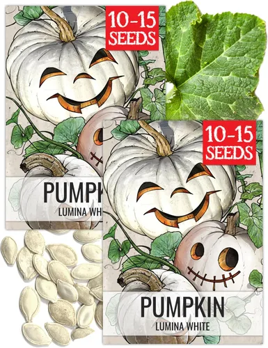 Vista 23 de Seed Needs Semillas de calabaza para plantar calabazas pequeñas de tarta de azúcar, semillas de verduras sin OMG y sin tratar para plantar un huerto