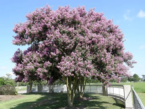 Vista 3 de Crape Myrtle Muskogee 3 plantas vivas Lagerstroemia Indica Hermoso árbol floreciente de lavanda de bajo mantenimiento