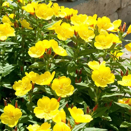 Vista 2 de 200 semillas de onagra común enana cubierta de suelo y césped, hermosa flor para maceta, jardín