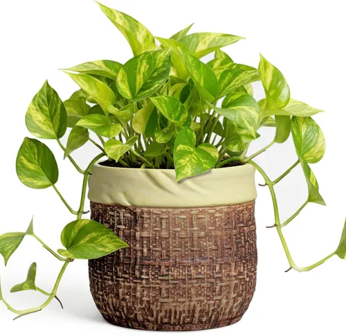 Vista 28 de Macetas de cerámica para plantas, maceta de 6 pulgadas para plantas suculentas de interior, macetas redondas con orificio de drenaje, macetas Azul