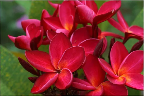 Vista 3 de 4 Pk Hawaiian Red Plumeria Frangipani Planta de esquejes - Descuento Hawaiiangifts