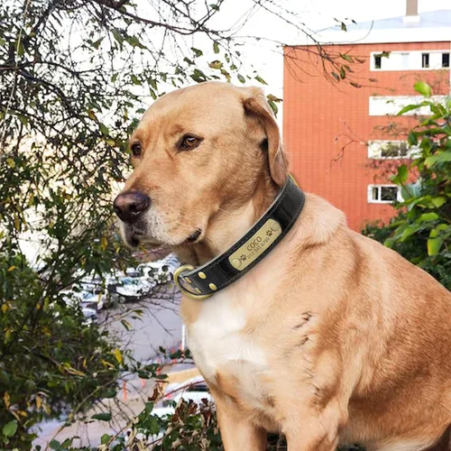 Vista 5 de Collar de perro de cuero genuino personalizado Senristar con placa de nombre grabada - Collar para perro duradero y elegante personalizado para Negro