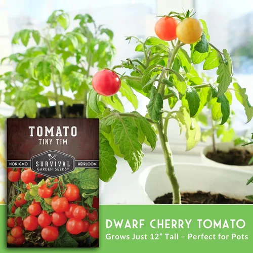 Vista 4 de Tiny Tim Semillas de tomate – Tomates cherry enanos para plantar en interiores o patio, variedad de reliquia compacta para contenedores, alto