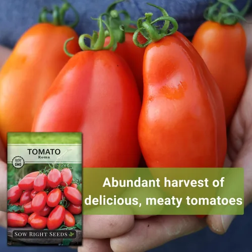 Vista 5 de Sembrar semillas adecuadas: semillas de tomate Roma para plantar variedad heredada determinada Popular non-GMO plum tomatoes for planting
