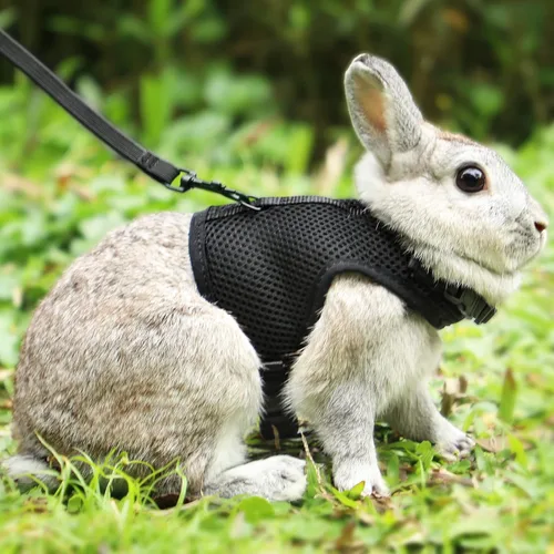 Vista 6 de PETTOM Arnés para conejos con correa elástica, lindo arnés ajustable con hebilla, chaleco de malla transpirable para gatitos y mascotas pequeñas
