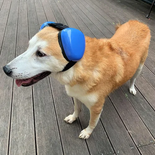 Vista 3 de derYEP Orejeras para perros para protección auditiva 29dB NRR orejeras de protección contra el ruido (mediano, azul)