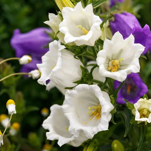 Vista 3 de Semillas Canterbury Bells Double Mix Flores Bienales