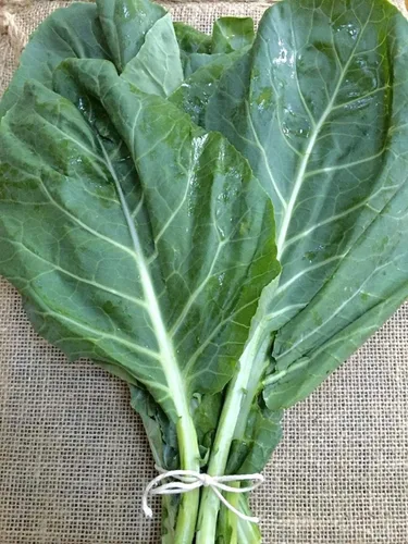 Vista 4 de UtopiaSeeds Georgia Southern Collard Seeds - Deliciosas verduras - Semillas de col