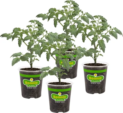 Vista 12 de Bonnie Plants Tomate rojo beefsteak 19.3 oz. paquete de 4