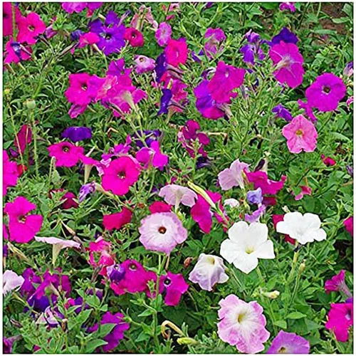 Vista 3 de Dwarf Petunia Mix Seeds - 2800 Semillas Pequeñas