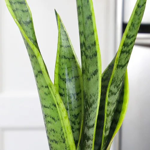 Vista 10 de Plants for Pets - Planta de serpiente viva con maceta blanca decorativa, suculentas Sansevieria Trifasciata Laurentii, plantas