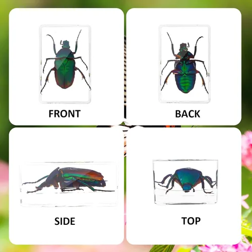 Vista 7 de 30 piezas de insectos en resina colección de insectos pisapapeles, varios insectos de taxidermia preservados en resina para niños, suministros