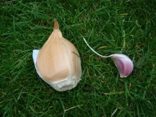 Vista 2 de ¡Ajo elefante 2 enormes bulbos! Ideal para plantar en otoño! Ajo de sabor más suave sin OMG