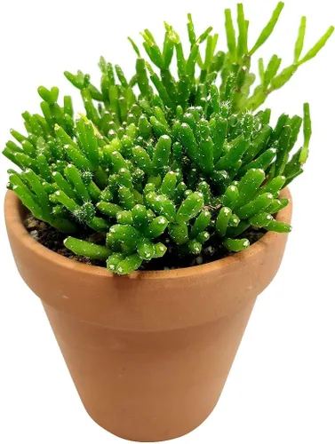 Vista 2 de Dancing Bones Hatiora Salicornioides 2 pulgadas + maceta de arcilla – Suculenta saludable, rara e inusual, planta viva de fácil cuidado, totalmente