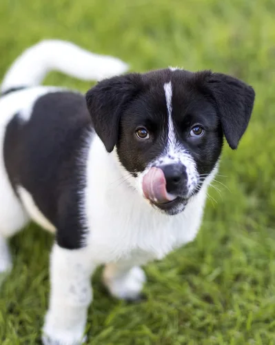 Vista 5 de Nulo Frontrunner - Alimento para perros con pollo para cachorros