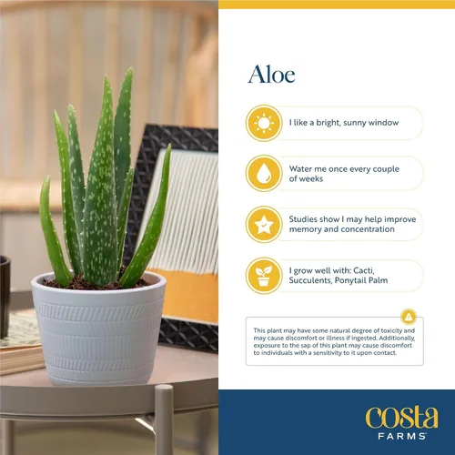 Vista 5 de Costa Farms Planta de aloe vera, suculenta viva, planta de interior de fácil cuidado en maceta de cultivo, purificador de aire de habitación, mesa