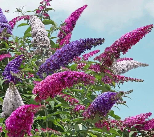 Vista 3 de Semillas Mariposa Arbusto Mezcla Buddleja Davidii Flores Perennes 1000 Semillas