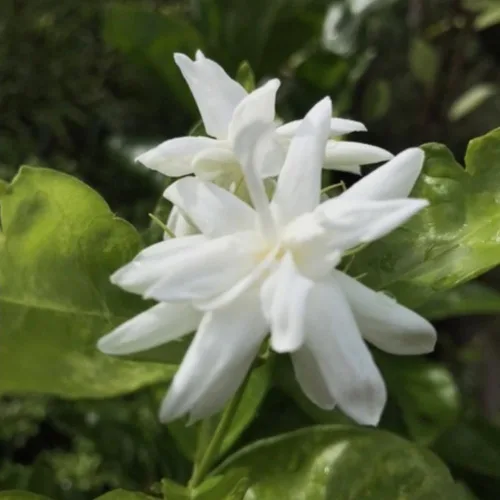 Vista 3 de 2 plantas de jazmín vivas, planta de flores de jazmín trepadoras, zona 4 a 11, 5 a 7 pulgadas de altura (blanco doble)