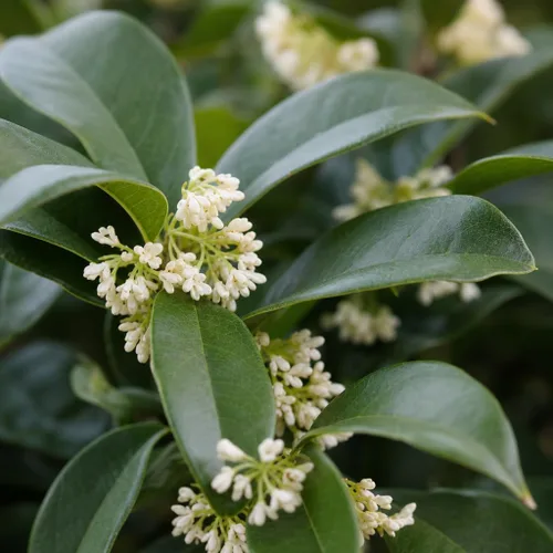 Vista 3 de Arbusto de oliva de té fragante 2 plantas extra grandes de 3 galones Espécimen floreciente de Osmanthus Fragrans