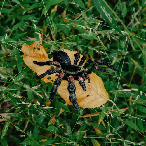 Vista 3 de Uelfbaby Araña realista gigante, araña falsa, modelo de acción, figuras de juguete de insectos realistas, accesorios de broma de Halloween