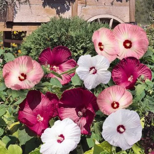 Vista 2 de Plantas de hibisco, planta viva de árbol de hibisco, un grupo de plantas de hibisco vivas, 6 a 8 pulgadas de alto, planta de flores perennes
