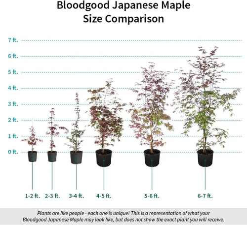 Vista 3 de Arce japonés Bloodgood, Rojo