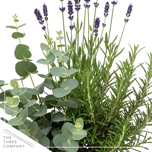 Vista 2 de Combo de hierbas aromáticas y saludables vivas en cubierta decorativa - Purificador de aire, combo incluye verbena de limón, lavanda y eucalipto, 12