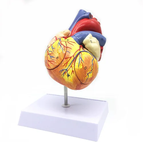 Vista 4 de XINDAM Modelo anatómico de corazón humano ampliado 2X, modelo anatómicamente preciso de corazón, anatomía de esqueleto humano para ciencias, aula