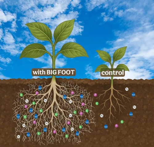 Vista 13 de Big Foot Polvo soluble en agua probiótico para plantas establecidas y trasplantes – Cultiva el tamaño de la raíz, aumenta el nitrógeno, cultiva
