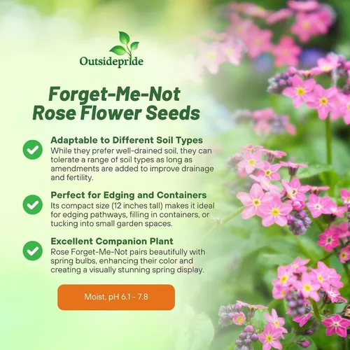 Vista 3 de Outsidepride 5000 semillas perennes Myosotis Alpestris Forget-Me-Not Rose Garden Semillas de flores para plantar