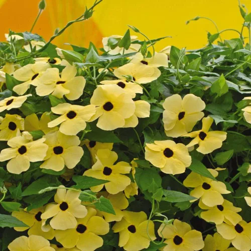 Vista 7 de Outsidepride Sunrise Yellow Thunbergia Black Eyed Susan Seeds - 100 semillas anuales de flores de vid trepadoras para plantar flores amarillas