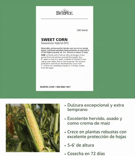 Vista 2 de Burpee Sweetness Sweet Corn Seeds - Variedad de maíz dulce tierno para jardinería al aire libre, 200 semillas